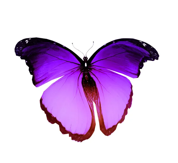 Farve sommerfugl, isoleret på hvid baggrund - Stock-foto