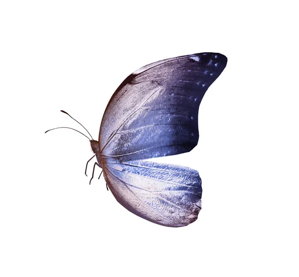 Papillon couleur, isolé sur fond blanc — Photo