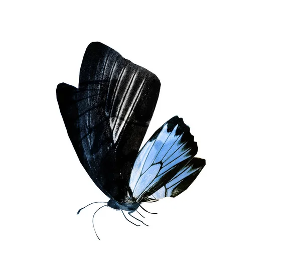Mariposa de color, aislada sobre fondo blanco — Foto de Stock