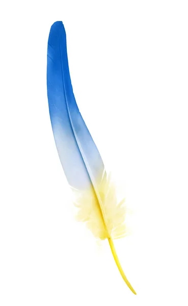 Gyönyörű színes toll elszigetelt fehér háttér — Stock Fotó