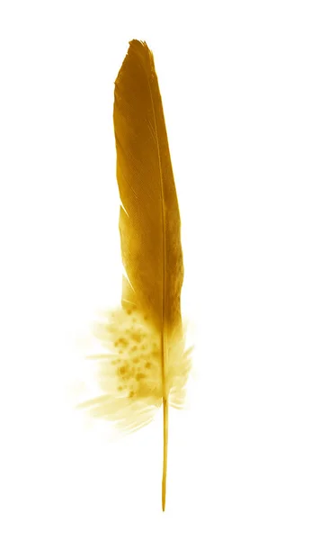 Hermosa pluma de color aislada sobre fondo blanco — Foto de Stock