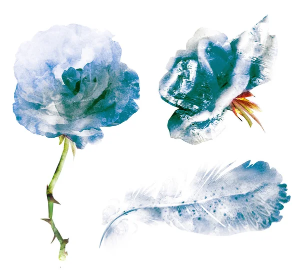 Watercolor natural set with flower leafs and feather — 스톡 사진