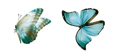 Beyaz arka planda izole edilmiş renkli kelebekler.