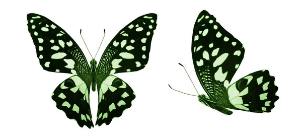 하얀 배경에 고립된 채색 나비들 — 스톡 사진