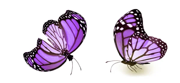 Mariposas de color, aisladas sobre fondo blanco —  Fotos de Stock