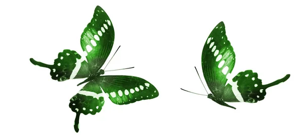 白い背景に隔離されたカラー蝶 — ストック写真