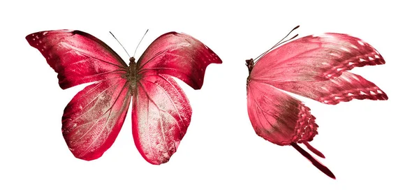 Borboletas coloridas, isoladas sobre fundo branco — Fotografia de Stock