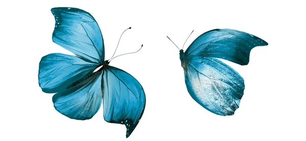 Mariposas de color, aisladas sobre fondo blanco —  Fotos de Stock