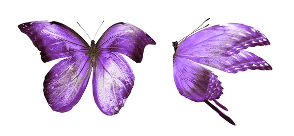 Color butterflies , isolated on white background — Stock Photo, Image