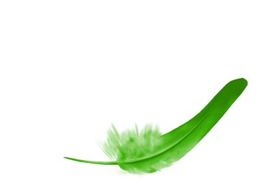 Beyaz arkaplanda izole edilmiş güzel renk tüyü