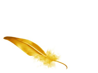 Beyaz arkaplanda izole edilmiş güzel renk tüyü