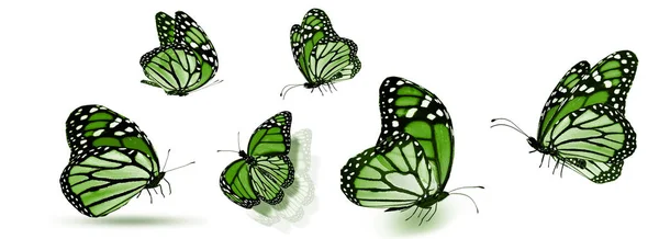 Kleur Vlinders Geïsoleerd Witte Achtergrond — Stockfoto