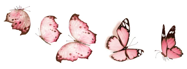 Color Butterflies Isolated White Background — Stock Photo, Image