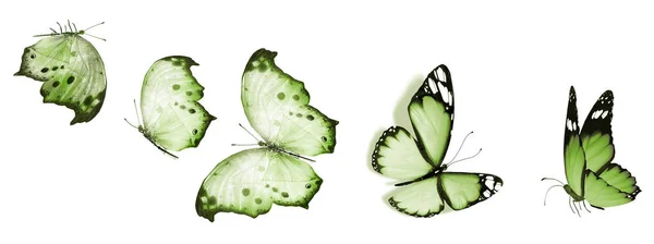 Mariposas Color Aisladas Sobre Fondo Blanco — Foto de Stock