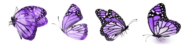 Colore Farfalle Naturali Acquerello Isolato Sfondo Bianco — Foto Stock