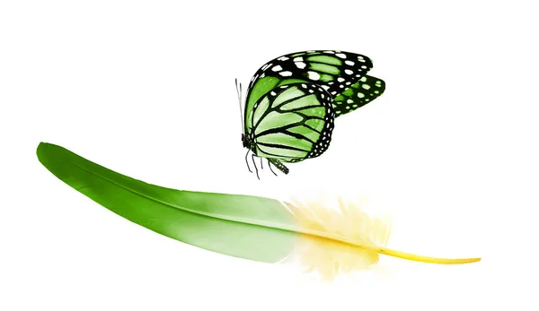 Schöne Farbe Feder Und Schmetterling Isoliert Auf Weißem Hintergrund — Stockfoto
