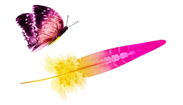 美丽的彩色羽毛和蝴蝶在白色背景上隔离 — 图库照片