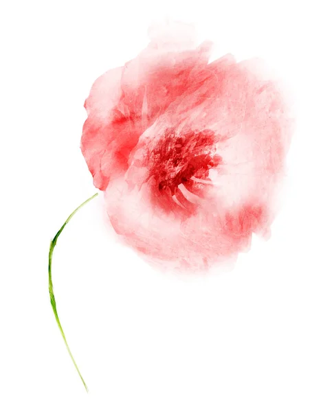 Watercolor Flower Isolated White Background — Stock Photo, Image