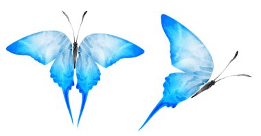 Beyaz arka planda izole edilmiş iki suluboya kelebek.