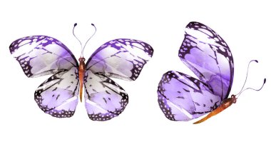 Beyaz arka planda izole edilmiş iki suluboya kelebek.