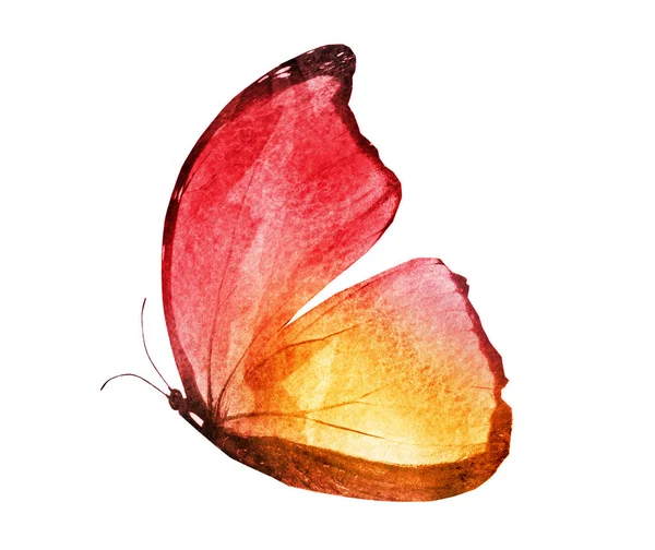 하얀 배경에 고립되어 있는 수채 나비 — 스톡 사진