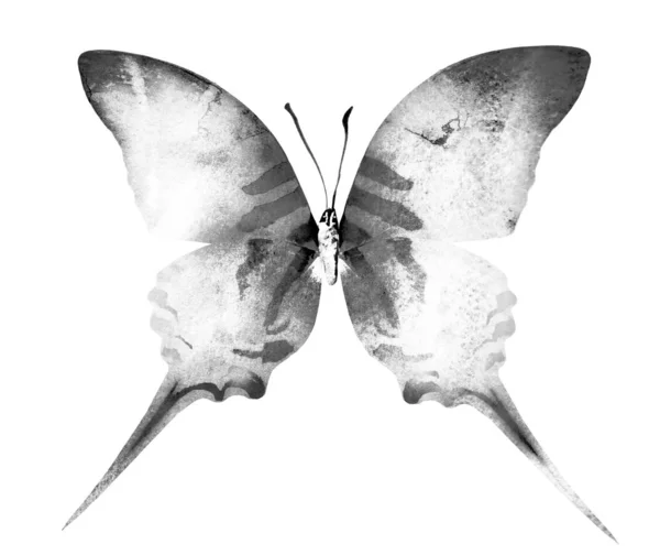 Farfalla ad acquerello, isolata su sfondo bianco. Nero e bianco — Foto Stock