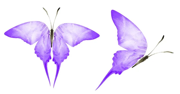 Due farfalle ad acquerello, isolate su sfondo bianco — Foto Stock