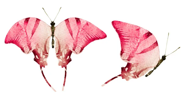 Dva akvarel motýli, izolované na bílém pozadí — Stock fotografie