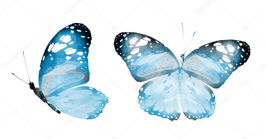 Two watercolor butterflies , isolated on white background