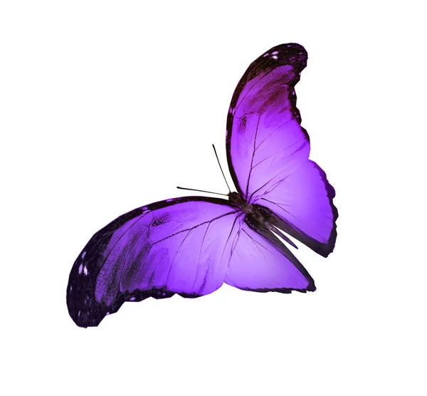 Mariposa de color, aislada sobre fondo blanco — Foto de Stock