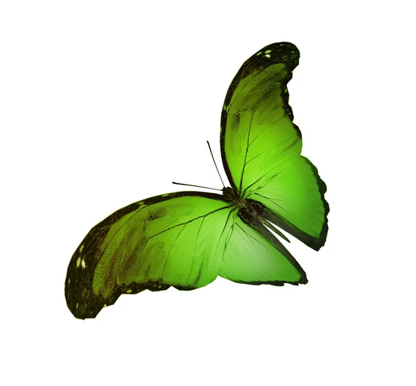 Цвет бабочки, изолированные на белом фоне — стоковое фото