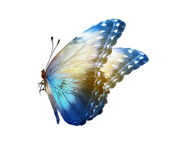 Color butterfly , isolated on white background — Stock Photo, Image