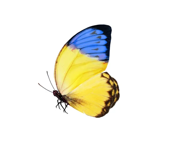 Kupu-kupu warna, diisolasi pada latar belakang putih — Stok Gambar Kupu-kupu warna, diisolasi pada latar belakang putih Stok Gambar