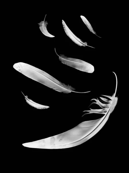 Hermosas plumas de color aisladas sobre fondo negro — Foto de Stock