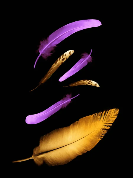 Belles plumes de couleur isolées sur fond noir — Photo