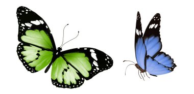 Beyaz arka planda izole edilmiş renkli kelebekler.