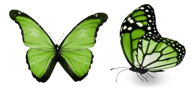 Beyaz arka planda izole edilmiş renkli kelebekler.