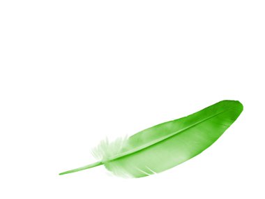 Beyaz arkaplanda izole edilmiş güzel renk tüyü