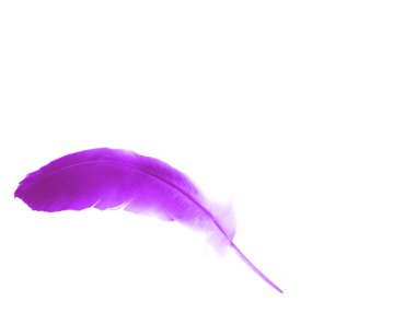 Beyaz arkaplanda izole edilmiş güzel renk tüyü