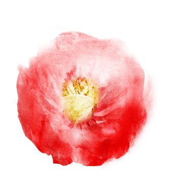 Suluboya çiçeği, beyaz arkaplanda izole