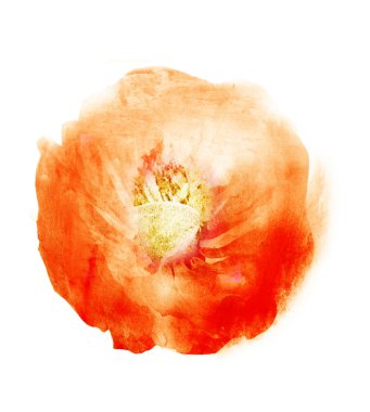 Suluboya çiçeği, beyaz arkaplanda izole