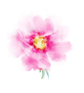 Suluboya çiçeği, beyaz arkaplanda izole