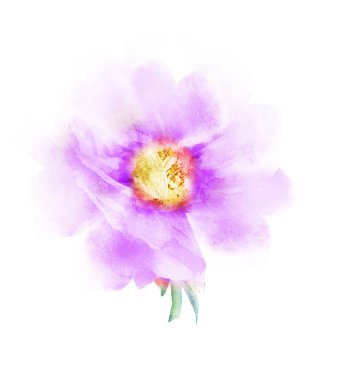 Suluboya çiçeği, beyaz arkaplanda izole