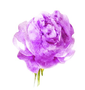 Suluboya çiçeği, beyaz arkaplanda izole