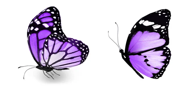 Кольорові метелики, ізольовані на білому тлі — стокове фото