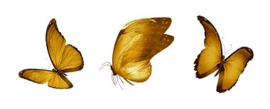 Beyaz arka planda izole edilmiş renkli kelebekler.