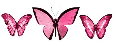 Beyaz arka planda izole edilmiş renkli kelebekler.