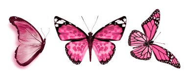 Beyaz arka planda izole edilmiş renkli kelebekler.