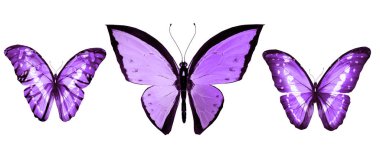 Beyaz arka planda izole edilmiş renkli kelebekler.