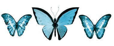 Beyaz arka planda izole edilmiş renkli kelebekler.